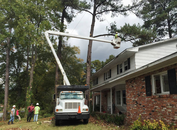 Professional Tree Removal Services in Cottonwood, AL