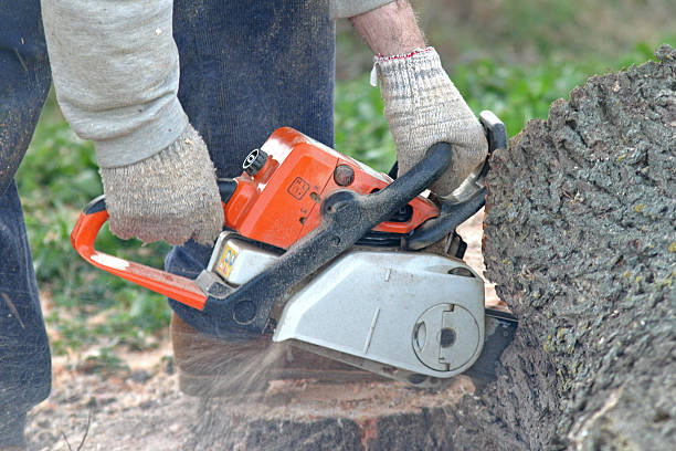 Best Commercial Tree Removal  in Cottonwood, AL