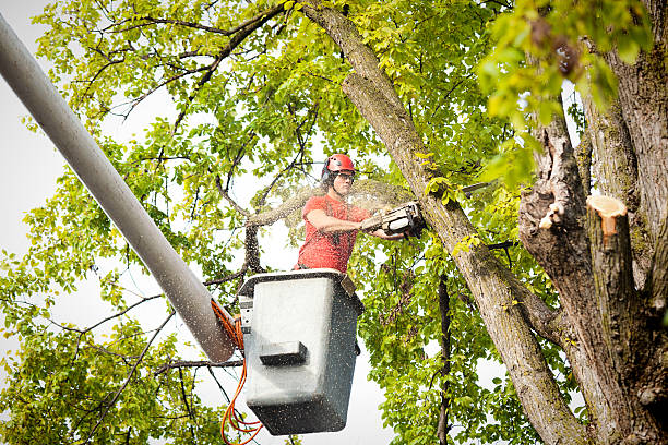 How Our Tree Care Process Works  in  Cottonwood, AL