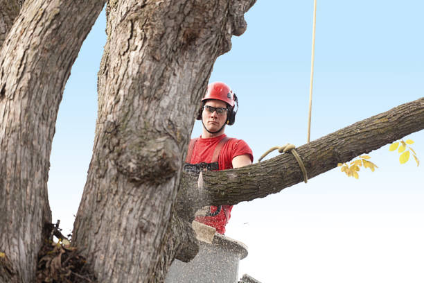 Best Hedge Trimming  in Cottonwood, AL